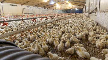 The Australian Chicken Growers' Council has raised concerns about constraints on Victorian meat chicken farming growth, saying they're likely to have longer term implications for food security. Picture supplied