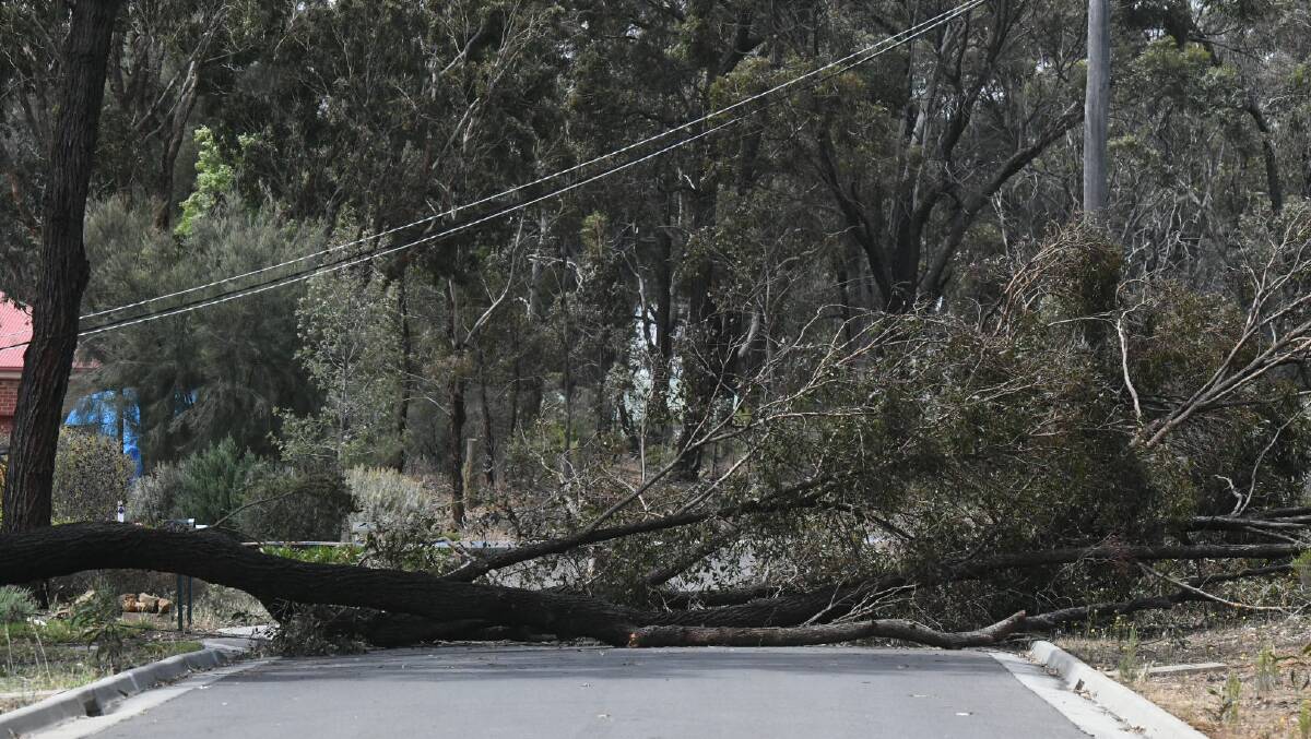 A tree blocks the road in Spring Gully. Picture: NONI HYETT