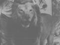 A lion in a tattoo shop? This once happened in Eaglehawk