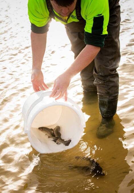 Fish being released into a Victorian lake. Picture supplied