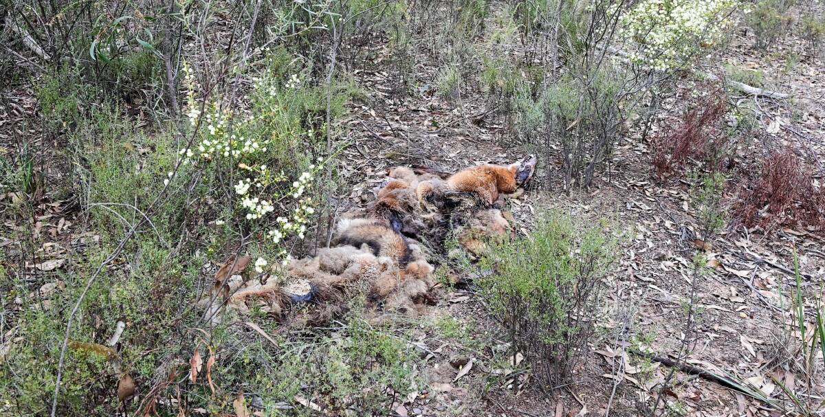 Illegal dumping of fox carcasses