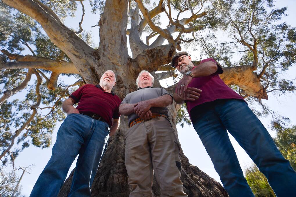 'Guildford Grumpies' Ray Pattle, Greg Edward and Steve Cole stand in front of the 2023 Natoinal Trust Victorian Tree of the Year in Guildford. Picture by Darren Howe