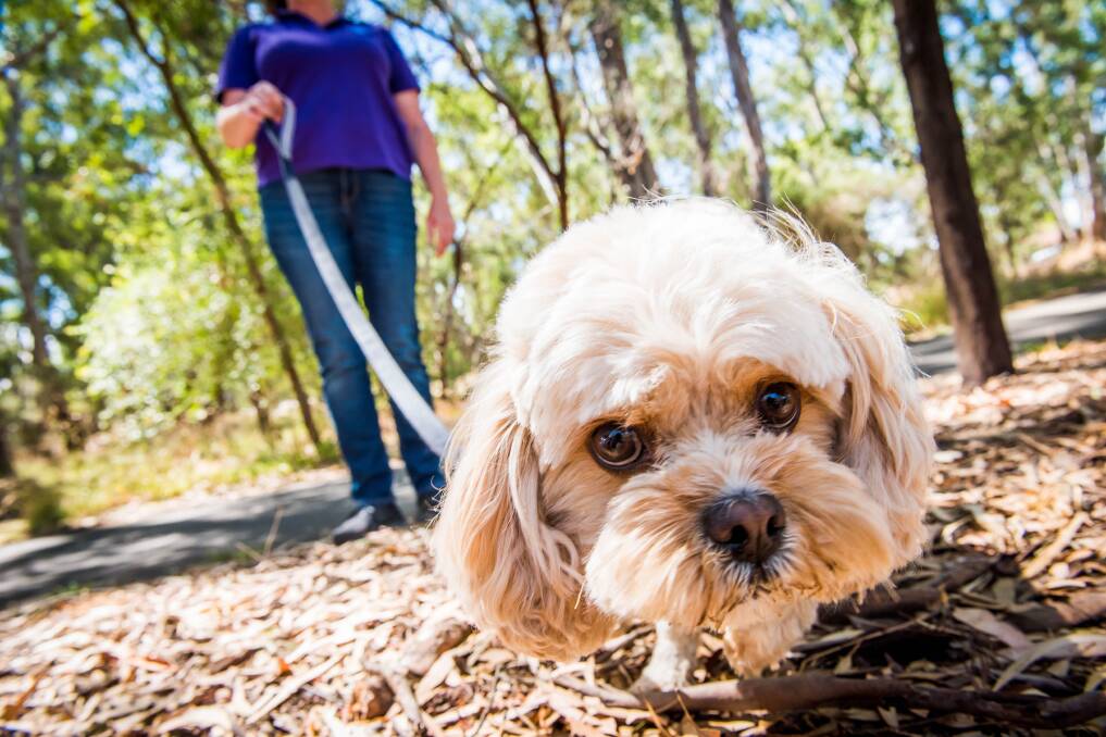"On-leash dogs" will become the default in public areas if Bendigo councillors approve a proposed new animal management order at tonight's meeting. Picture: Brendan McCarthy