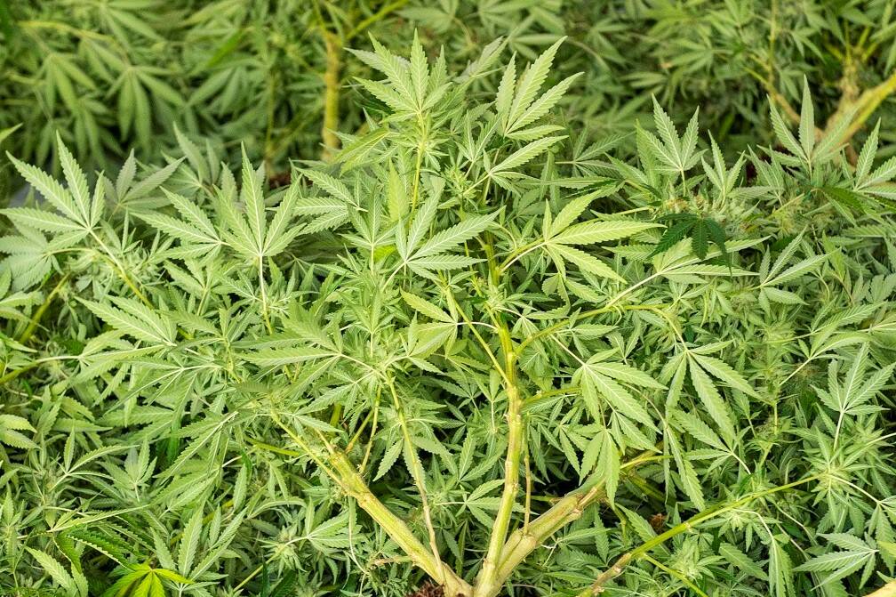 File photo. A cannabis plant seized in a 2020 drug raid in Eaglehawk.
