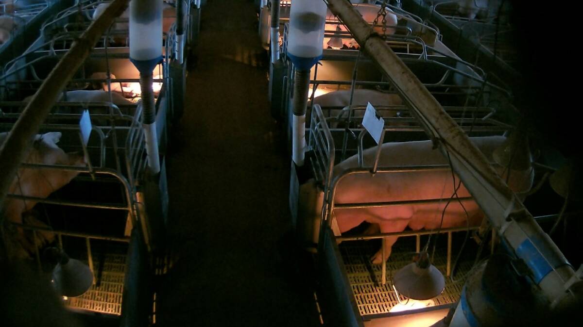 A still from footage taken by activists at the Midland Bacon piggery in February 2024. 