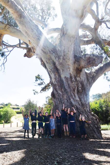 Guildford Primary School's Grade 6 gather at the tree's base. Picture by Darren Howe
