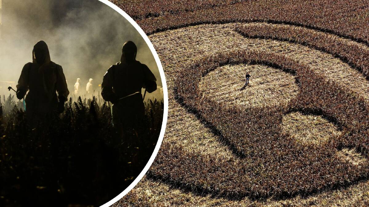The massive crop circle in Narromine. Pictures supplied