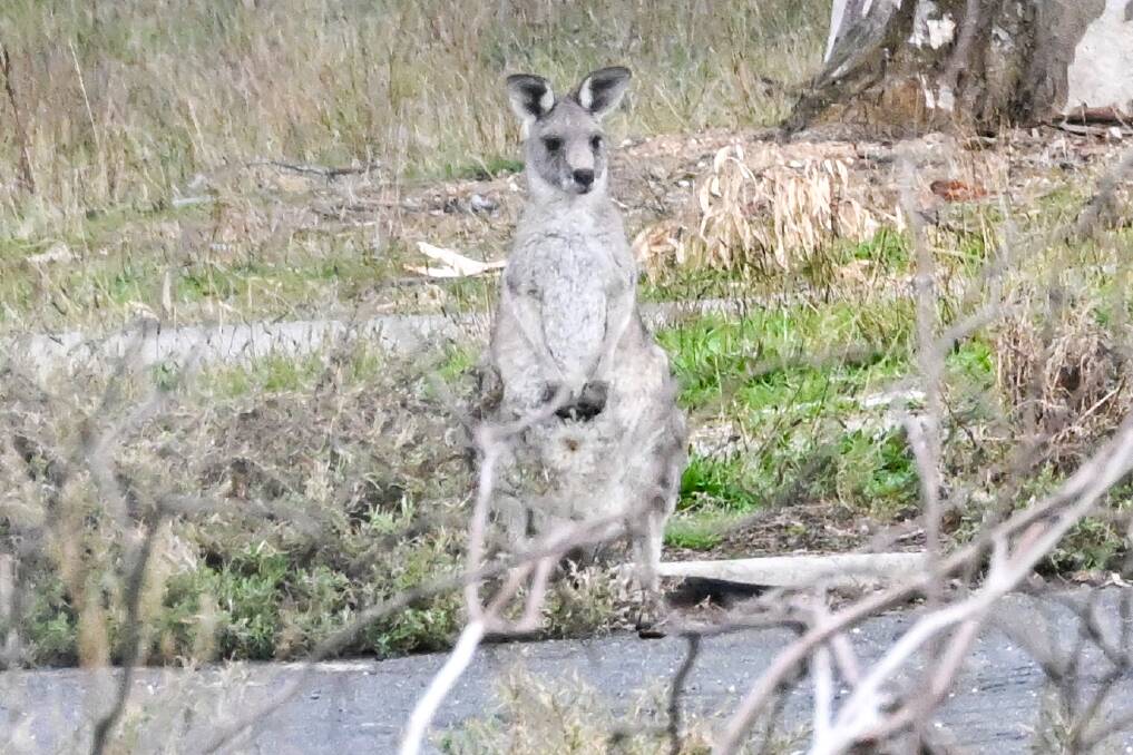 A kangaroo at the athletes' village site in May. Picture by Darren Howe