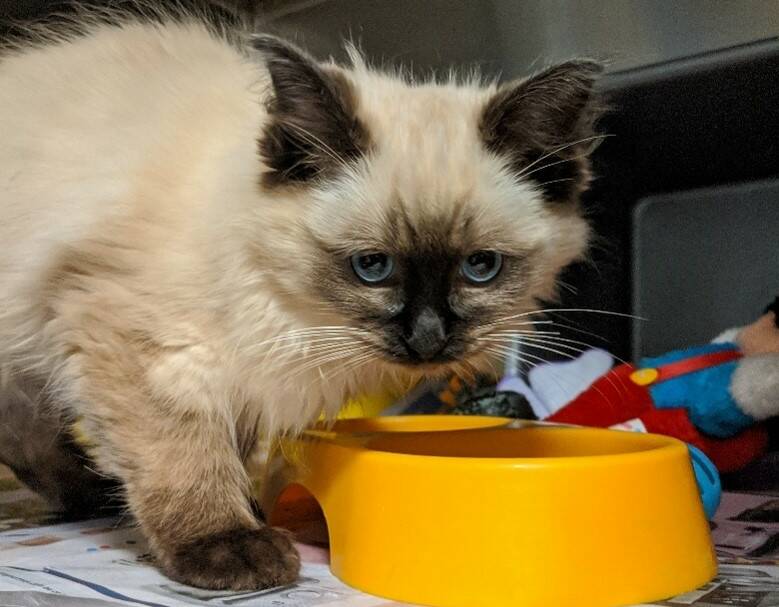 A kitten seized from a regional Victorian property in 2022. Picture supplied