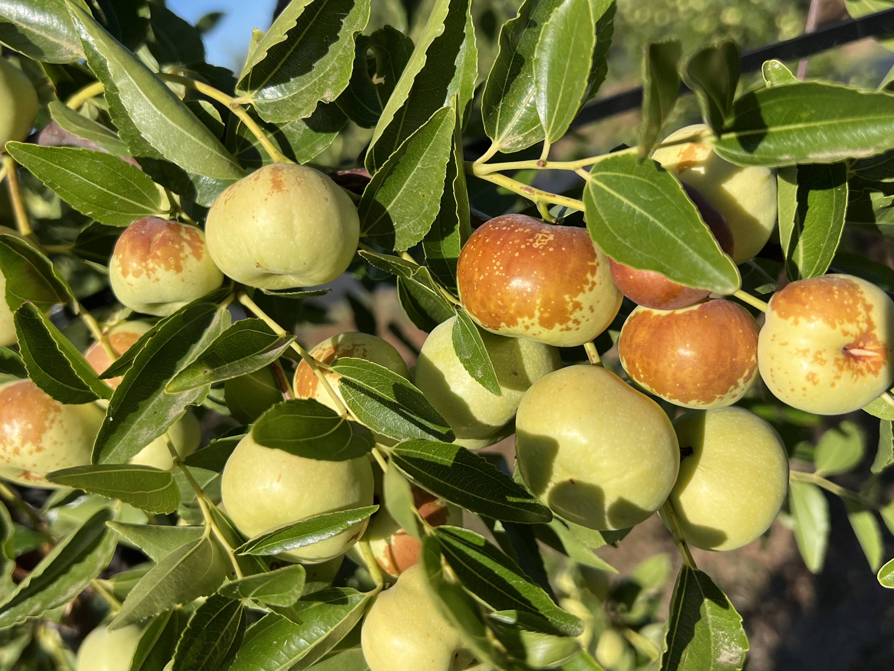 Jujubes, Chinese Dates or Custard Apples
