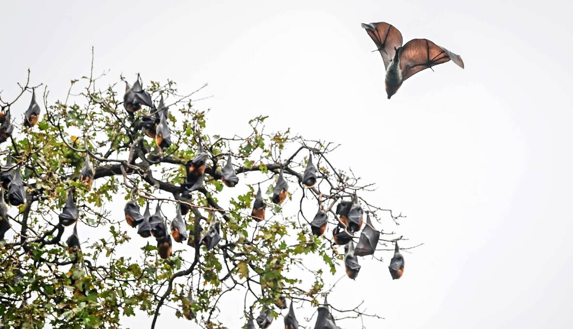 Increased bat numbers in Rosalind Park are concerning locals. Picture by Brendan McCarthy 