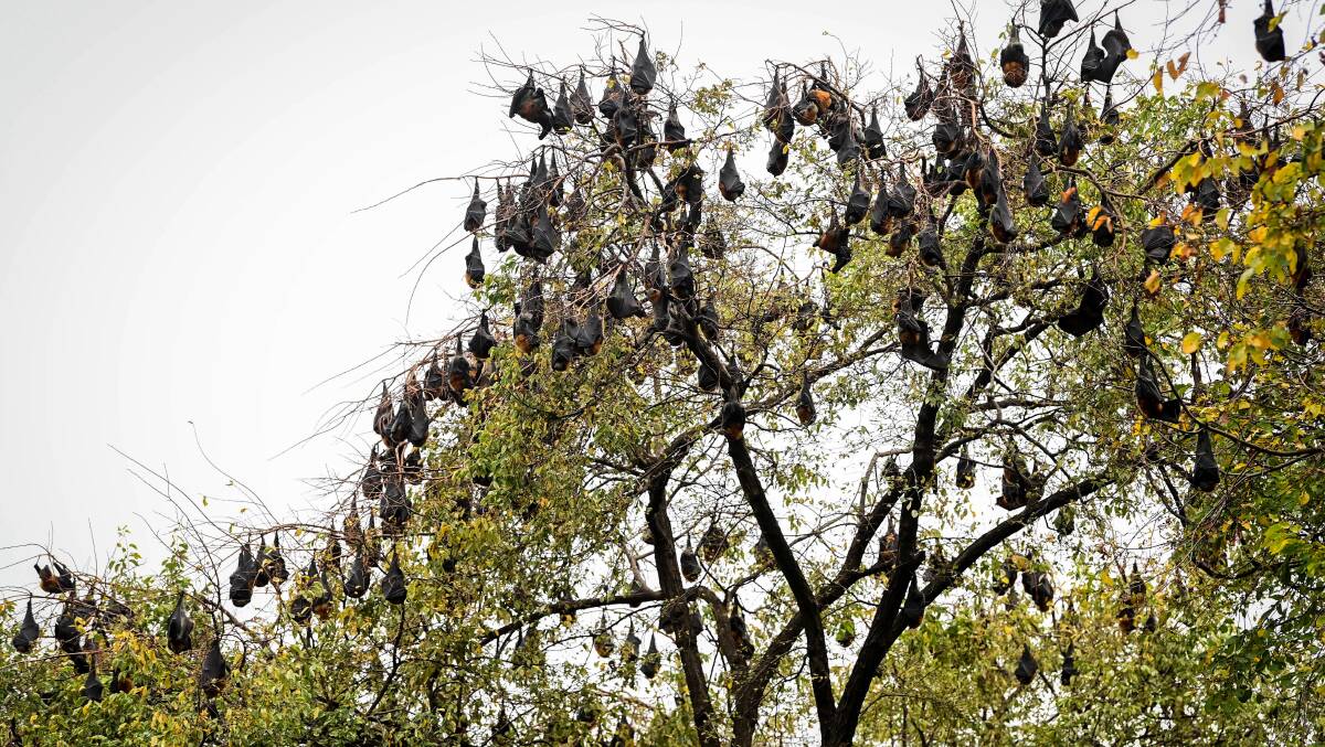 How's it hanging? Bats in Rosalind Park. Picture by Brendan McCarthy 