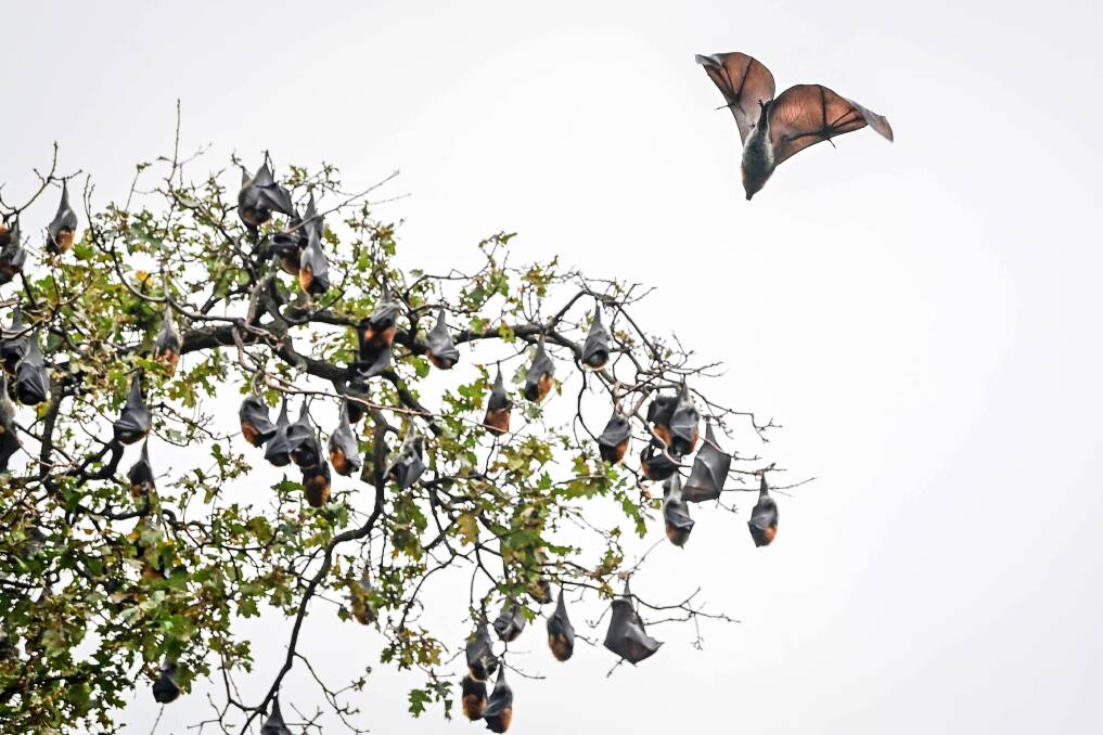 Bats in Rosalind Park, Bendigo in May 2023. Picture by Brendan McCarthy 