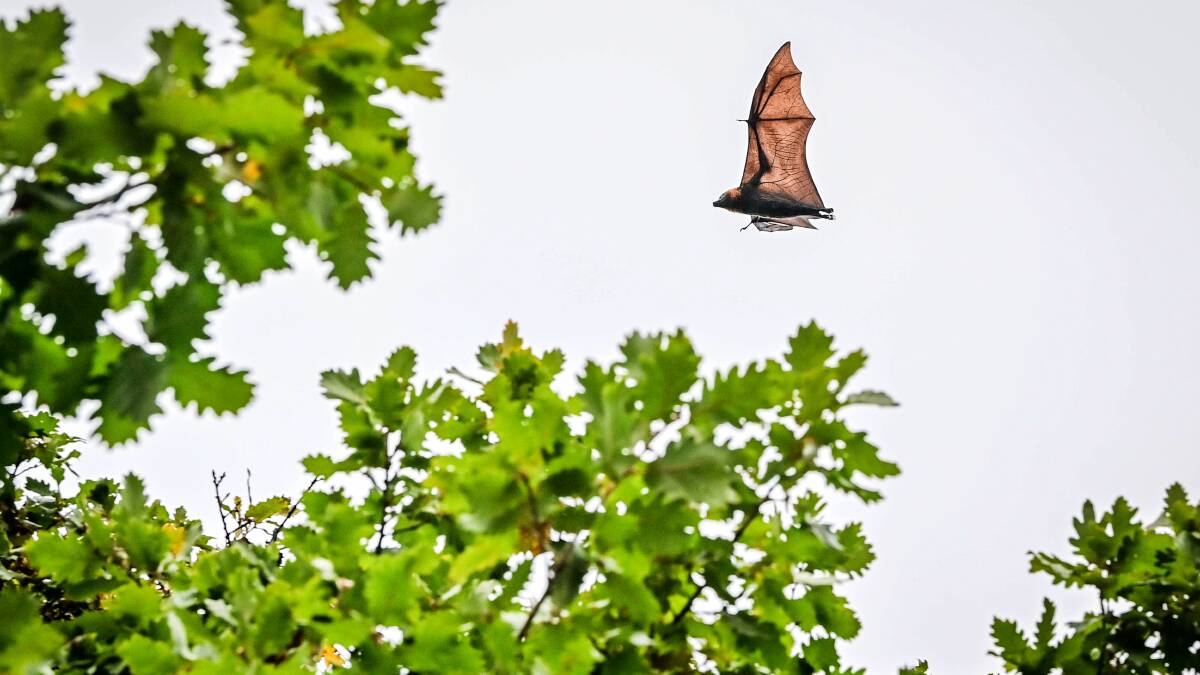 A bat spreads its wings in Rosalind Park. Picture by Brendan McCarthy 