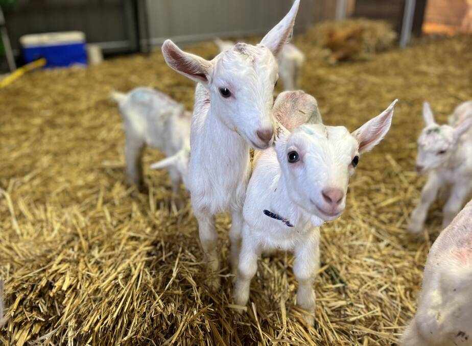 There are about 31 goats in need of adoption. Picture by Ben Loughran.