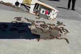 Screenshot of the viral video, showing dozens of eels on the tarmac. 