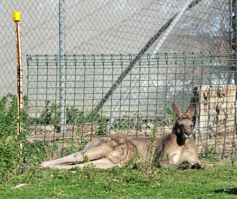 A kangaroo at the Bendigo Botanic Gardens in 2011. Picture by Peter Weaving