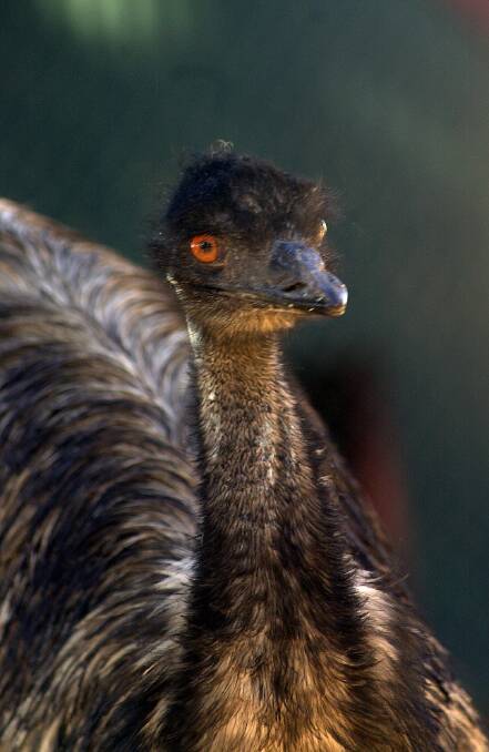 An Emu at the Bendigo Botanic Gardens in 2004. Picture by Laura Scott