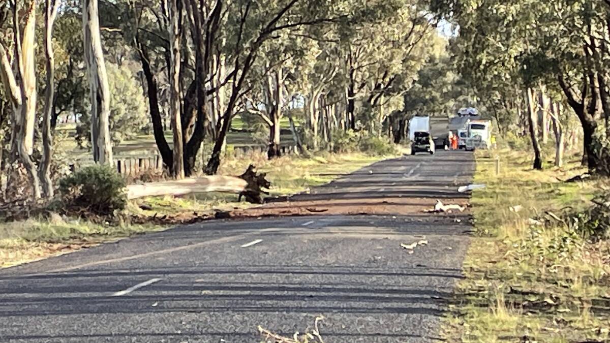 The scene. On the left is a fallen tree police believe may have played a role in the crash. The truck appears to have continued some way up the road before veering into a second tree. Picture by Tom O'Callaghan.