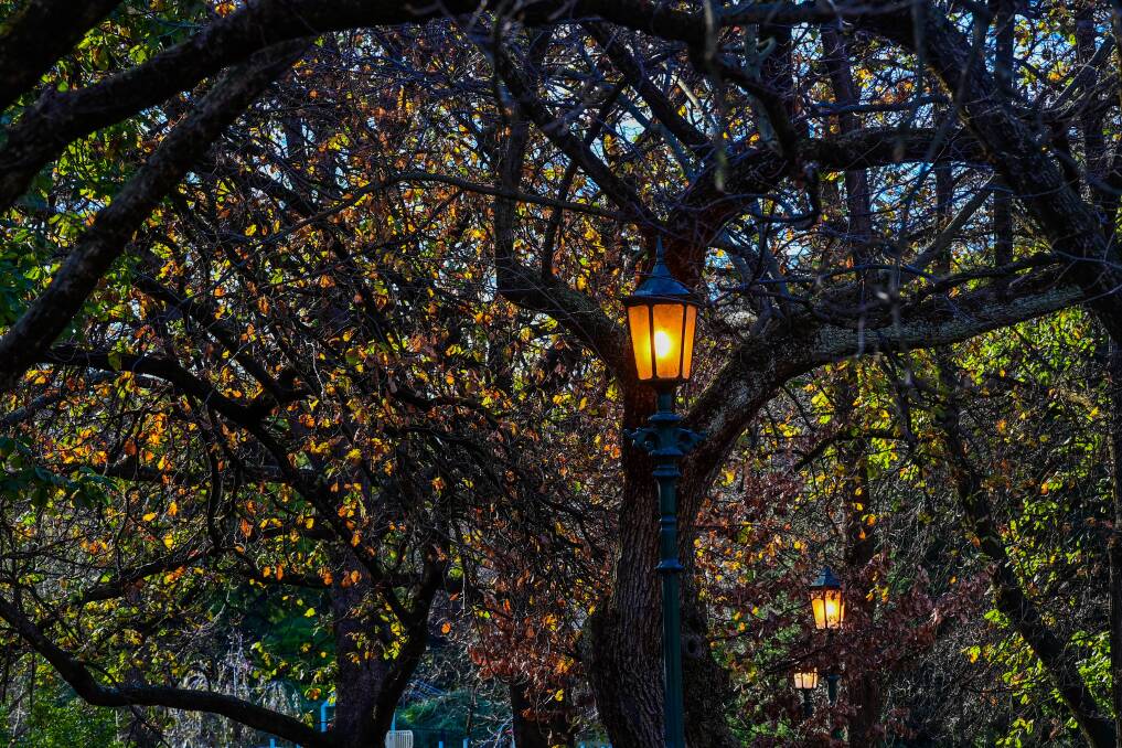 A lamp in Rosalind Park. Picture by Brendan McCarthy