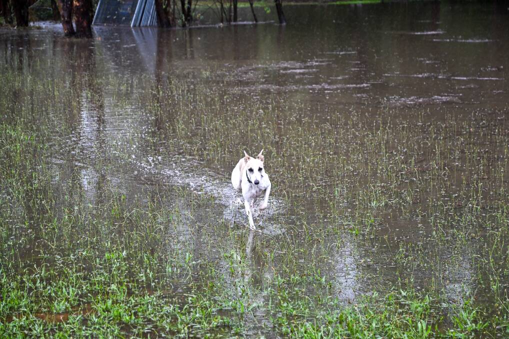 A dog investigates flooded land in Huntly, in January 2024. Enzo Tomasiello