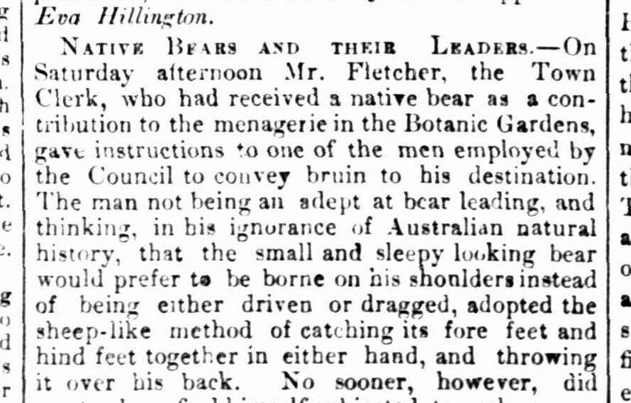 A Bendigo Advertiser story from 1863 demonstrates how not to handle an Australian native animal. Image courtesy of Trove