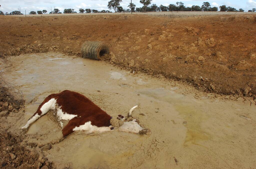 A Bendigo Advertiser photo from the Millennium Drought in 2006 evokes some of the same themes journalists were covering a century earlier during the Federation Drought. Picture by Bill Conroy