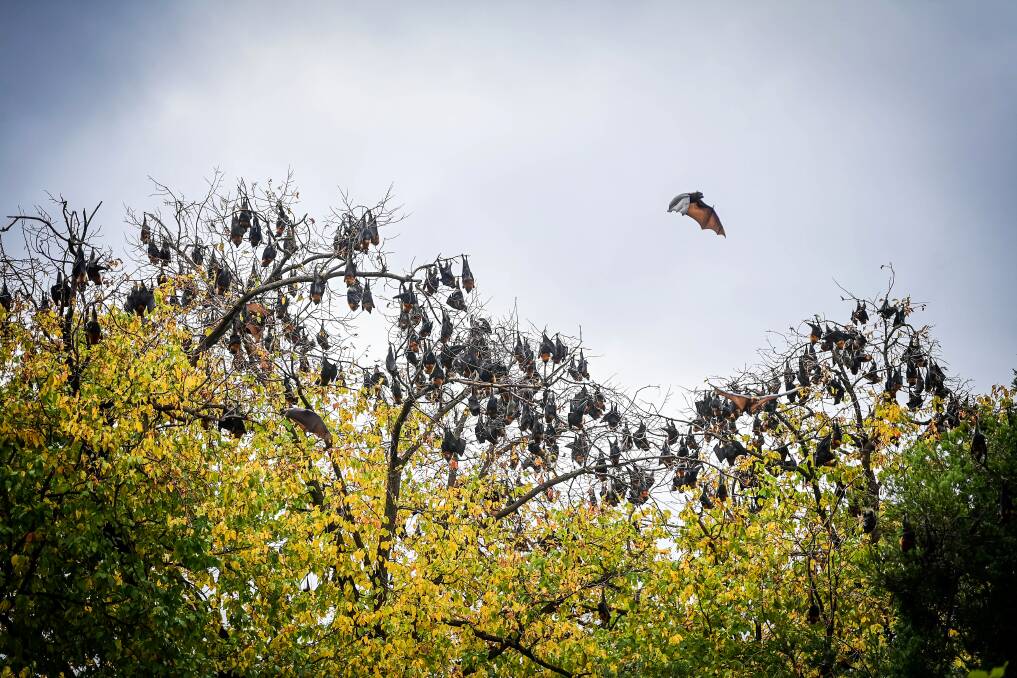 Bats roosting in Rosalind Park. Picture by Brendan McCarthy.