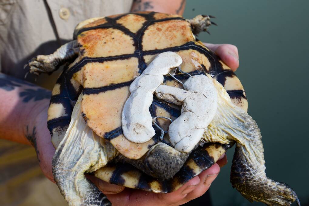 How to Use Bra Hooks to Fix Turtles' Shells
