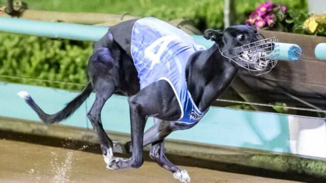 Baby Jaycee will line up in her fifth Group 1 final in the $100,000-to-the-winner Sapphire Crown (515m) at Sandown Park tonight. Picture courtesy of Greyhound Racing Victoria