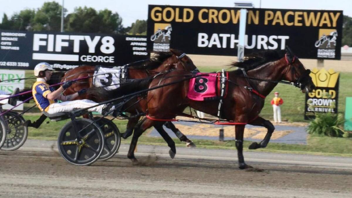 Catalpa Rescue, driven by Cameron Hart, wins his heat of the Golden Chalice at Bathurst last Monday. Charlton teenager Abby Sanderson will drive the colt in Saturday night's $100,000 final.