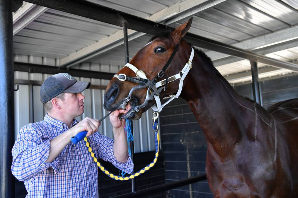 Horse dentist Luke Shelbourne checks former the former Bart Cummings-trained stayer Precedence at the Victorian Racing Academy in Geelong last year. The four-time Melbourne starter will compete in this weekend's Off The Track Show Series Final in Bendigo. Picture JOE ARMAO/FAIRFAX MEDIA 