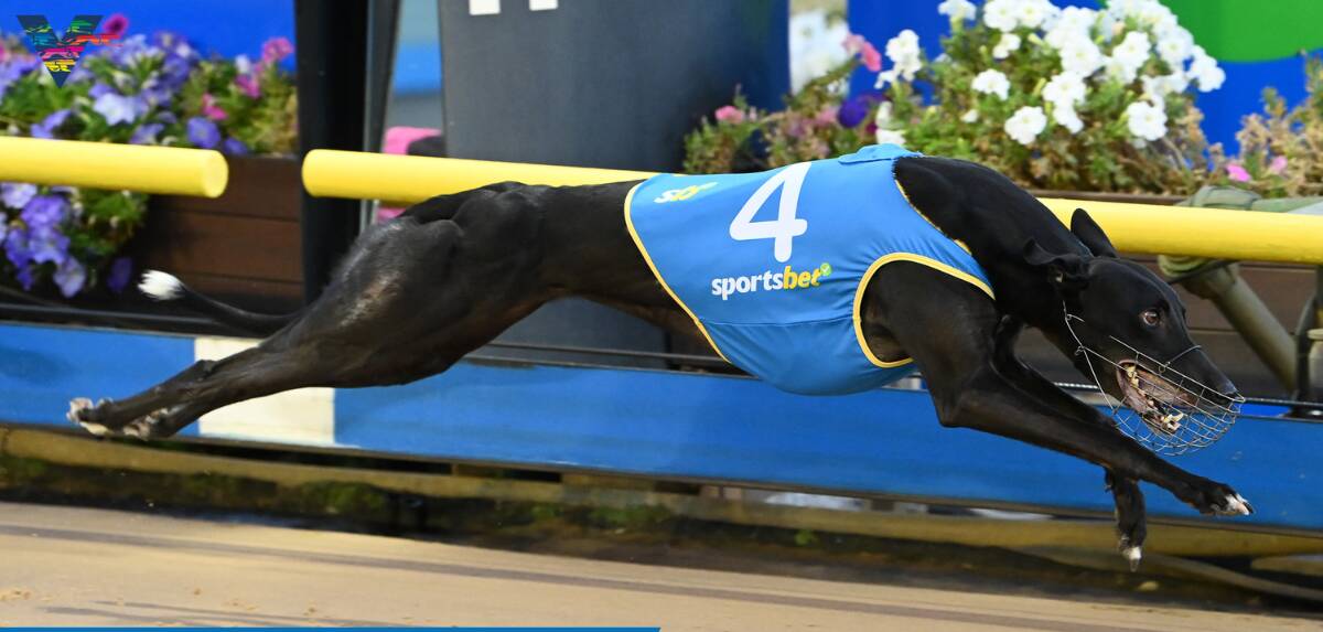 Baby Jaycee boasts an impressive record at Group level. Picture courtesy of Greyhound Racing Victoria