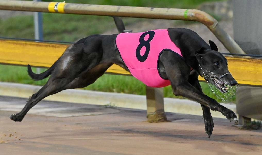 The Bendigo Greyhound Racing Association and its proud sponsors are donating $450 to The Otis Foundation every time the No. 8 pink dog wins a race at Bendigo during September. Picture courtesy of Greyhound Racing Victoria