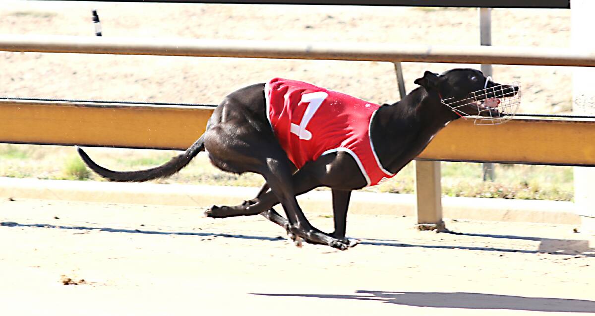 SPEED MACHINE: Midnite Starling is the greyhound to beat in Sunday's Gold Rush final at Lord's Raceway.