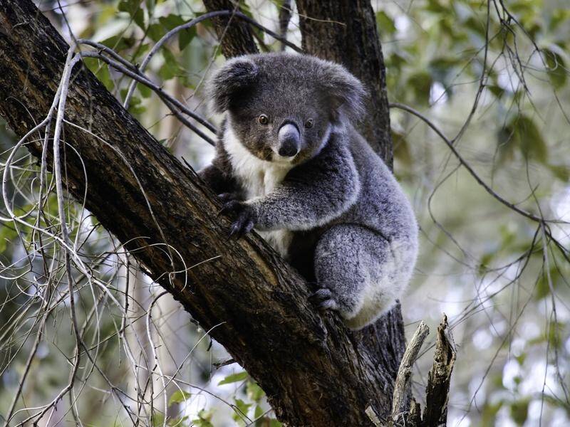 Australia's efforts to bring koalas back from the brink of extinction