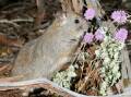 The stick-nest rat is one of the few native animals worldwide benefiting from invasive weeds. Photo: HANDOUT/FLINDERS UNIVERSITY, UNIVERSITY OF ADELAIDE