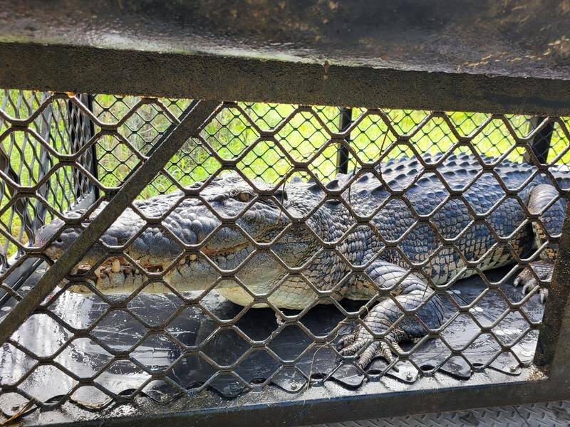 A large crocodile that twice lunged at a fisherman has been captured in north Queensland. (HANDOUT/QUEENSLAND DEPARTMENT OF ENVIRONMENT, SCIENCE AND INNOVATION)