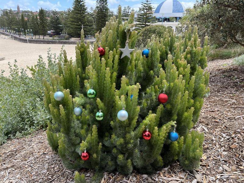 A native woolly bush adorned with Christmas decorations at Coogee Beach in Sydney. (Jacob Shteyman/AAP PHOTOS)