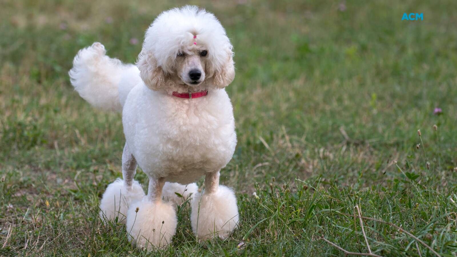 can poodle survive in india