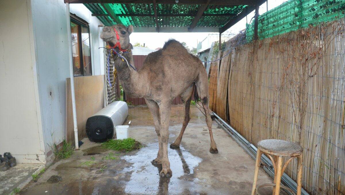 A nine-month-old camel unaccustomed to city life. The camel is pictured safely back in Nev Jenkins' carport after its great escape. Picture: Brendan McCarthy